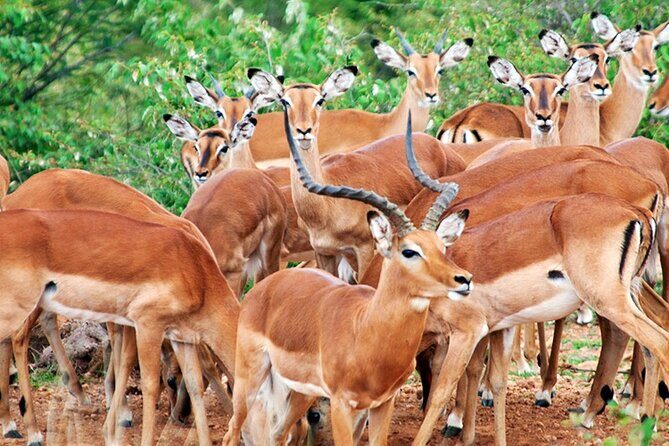 2 Days 1 Night Amboseli National Park Safari from Nairobi - FAQs