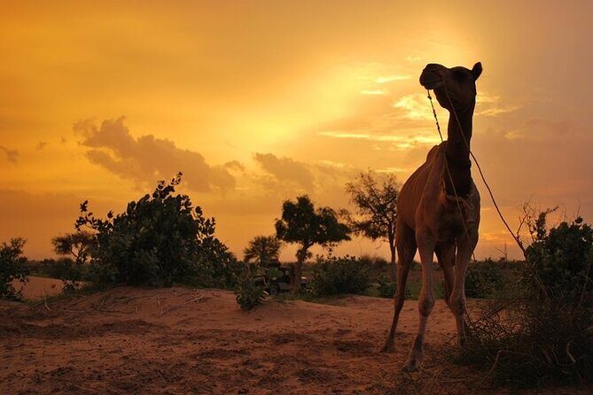 2 Days-1 Night Camel Tour - An In-Depth Look at the Camel Safari Experience