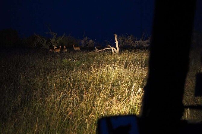 (2 Days, 1 Night) Day & Night Game Drive Tsavo East National Park - Final Thoughts: Is This Tour Right for You?
