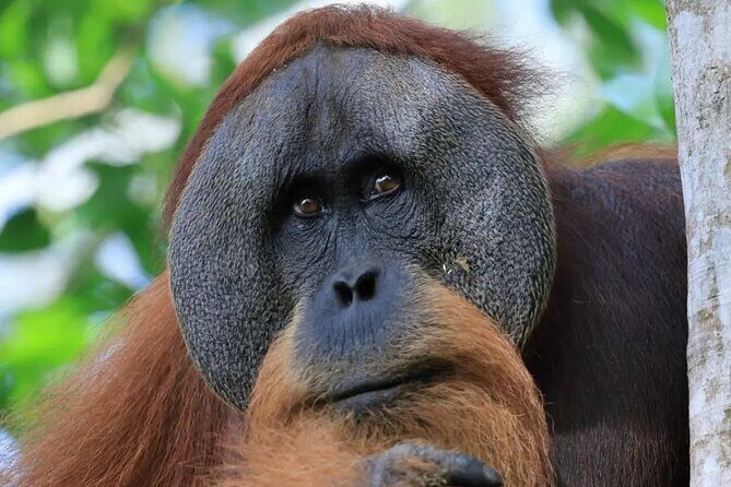 2 Days 1 Night in THE JUNGLE Mount Leuser ( See ORANGUTAN) - Introduction: Wild Adventure in Sumatras Rainforest
