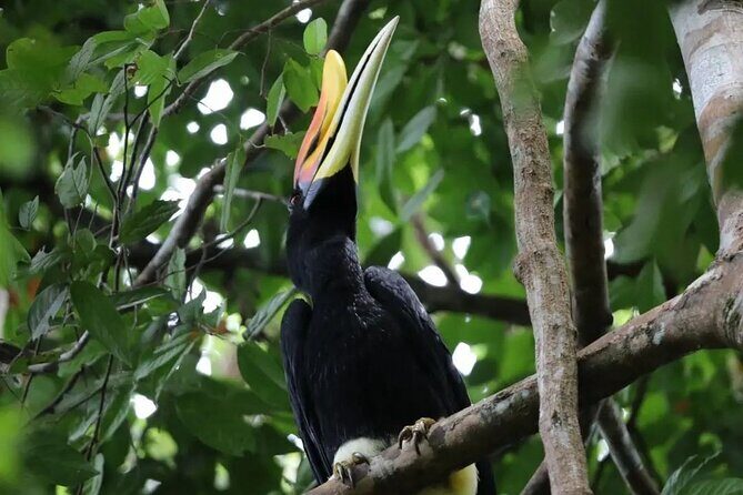 2 Days 1 Night in THE JUNGLE Mount Leuser ( See ORANGUTAN) - What’s Included and What to Consider