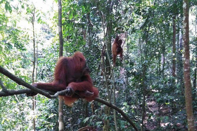 2 Days 1 Night in THE JUNGLE Mount Leuser ( See ORANGUTAN) - The Real Stories from Travelers