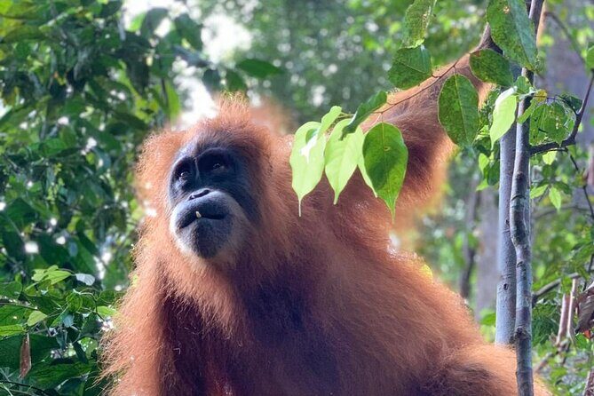 2 Days 1 Night in THE JUNGLE Mount Leuser ( See ORANGUTAN) - Who Should Consider This Tour?