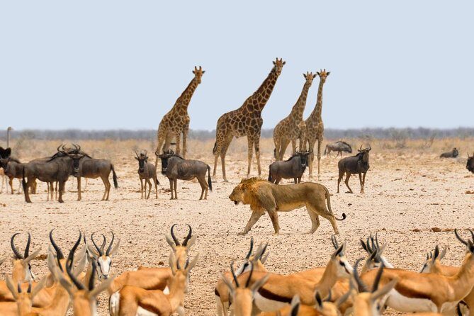 2 Days / 1 Night Join group safari - Practical Tips for Travelers