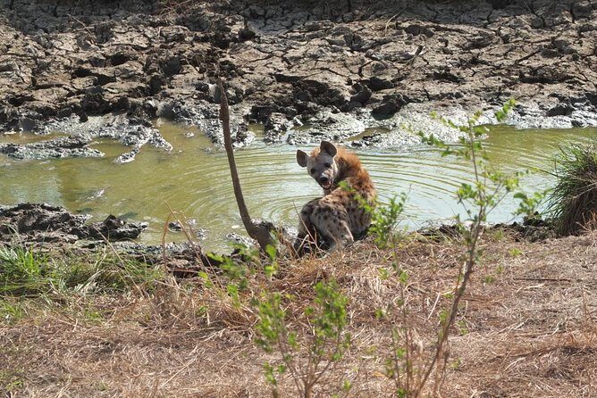 2 Days 1 Night Mikumi National Park - The Basics of the 2 Days 1 Night Mikumi Safari