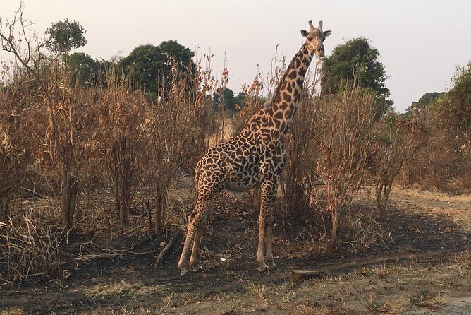 2 Days 1 Night Mikumi National Park - What’s Included and What’s Not