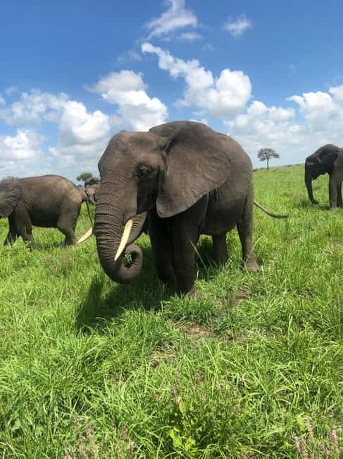 2 days 1 night Mikumi National park:private Safari - What You Can Expect on this Safari