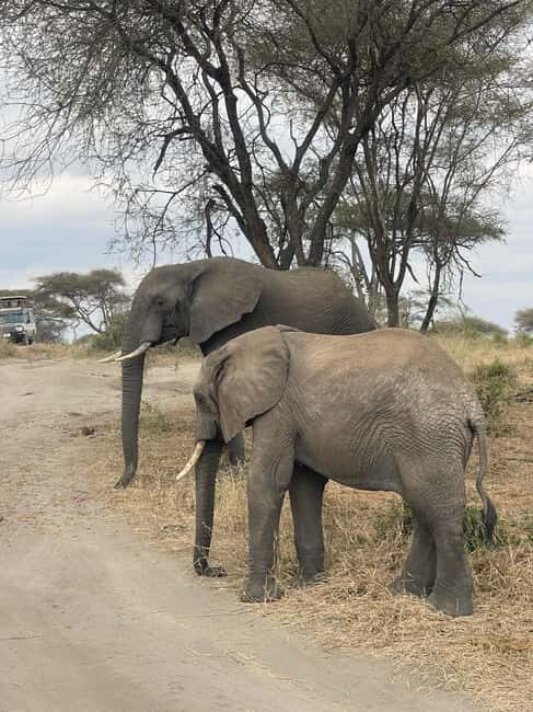 2 days 1 night Mikumi National park:private Safari - What’s Included and What to Consider