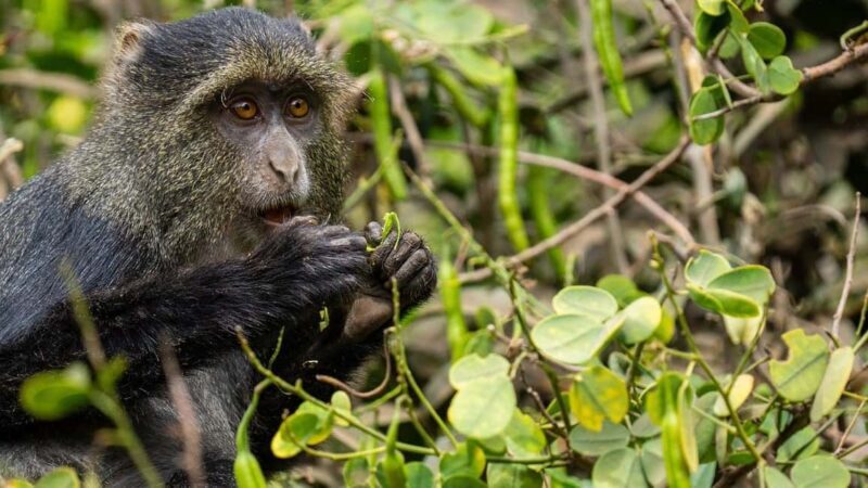 2 Days 1 night Mikumi NP Sharing safari: from Dar es Salaam - Key Points