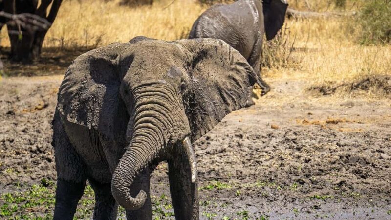 2 Days 1 night Mikumi NP Sharing safari: from Dar es Salaam - The Sum Up