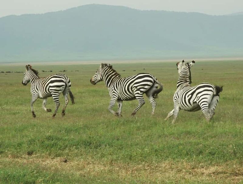 2 Days 1 Night Mikumi Np wildlife safari from Dar es salaam - Day 2: Game Drive & Return to Dar es Salaam