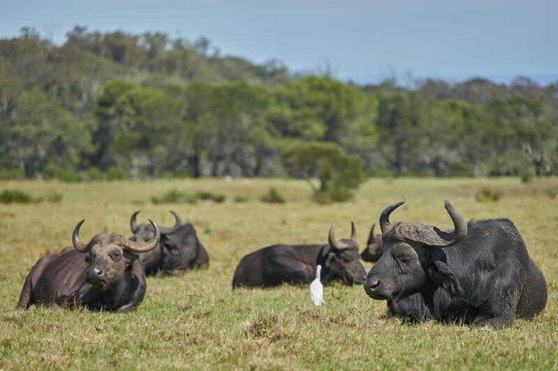 2 Days, 1 Night Mikumi Safari from Dar es Salaam - Key Points