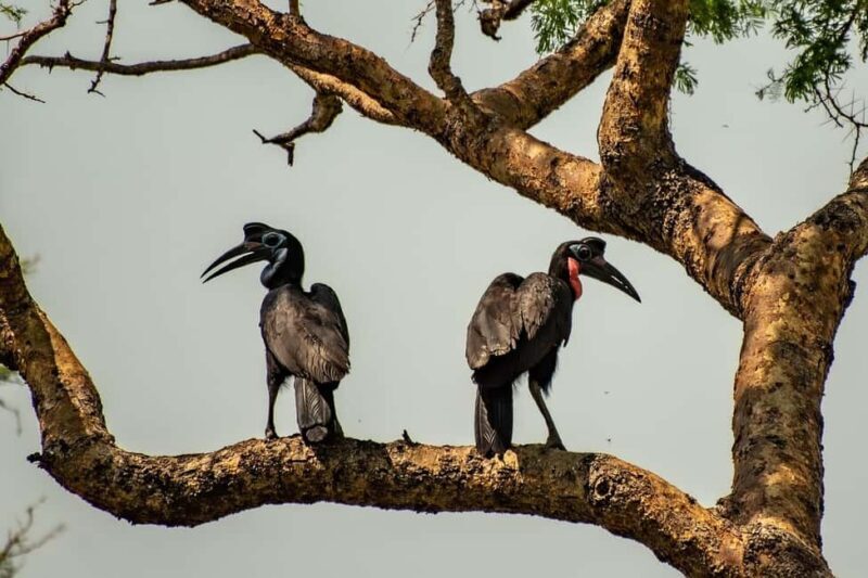 2 Days, 1 Night Mikumi Safari from Dar es Salaam - An In-Depth Look at the Tour