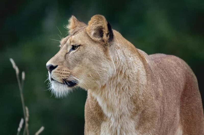 2 Days, 1 Night Mikumi Safari from Dar es Salaam - Final Thoughts: Is This Tour Worth It?