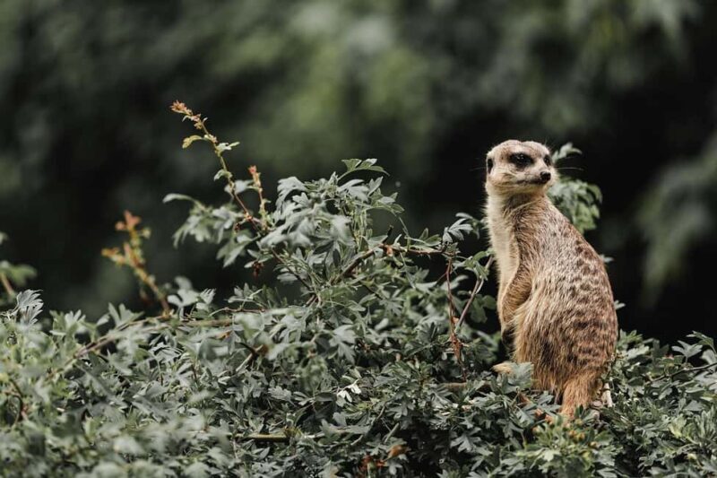 2 Days, 1 Night Mikumi Safari from Dar es Salaam - FAQs