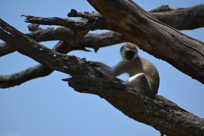 2 Days 1 Night Northern Joining Safari Private Tour - Key Points