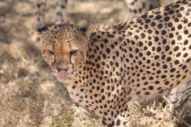 2 Days 1 Night Northern Joining Safari Private Tour - What’s Included and What’s Not