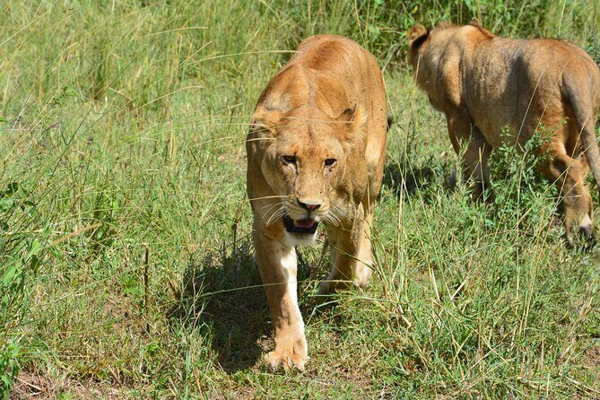 2 Days 1 Night Northern Joining Safari Private Tour - Real Traveler Experiences