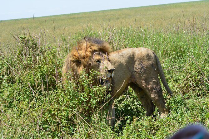 2 Days 1 Night Northern Joining Safari Private Tour - The Sum Up: Is It Worth It?