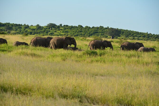 2 Days 1 Night Northern Joining Safari Private Tour - FAQ