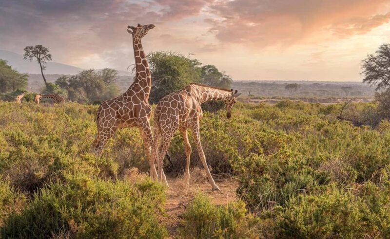 2 days 1 night Nyerere national park Flight from Zanzibar - FAQ