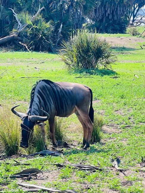 2 Days 1 Night Nyerere National Park from Zanzibar by flight - The Itinerary: What to Expect from Start to Finish