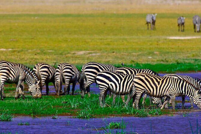 2 Days 1 Night Private Tour to Amboseli National park 4*4 Vehicle - Key Points