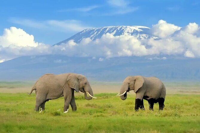 2 Days 1 Night Private Tour to Amboseli National park 4*4 Vehicle - Transportation and Comfort