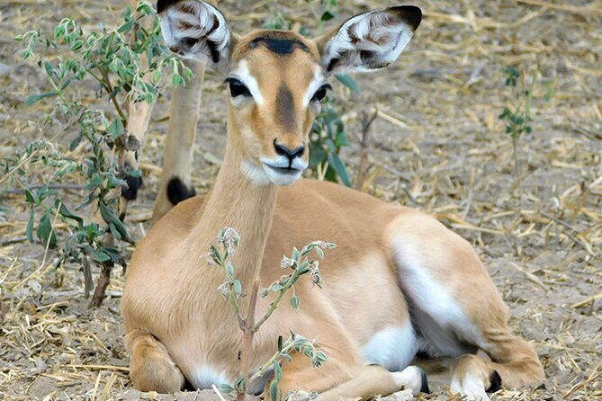 2 Days /1 Night safari to Mikumi - Key Points