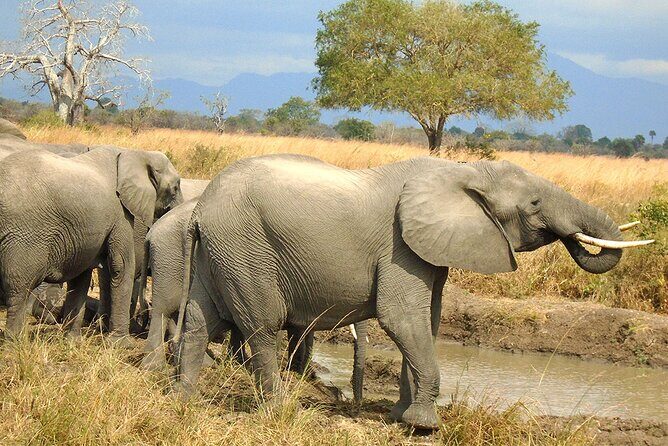 2 Days /1 Night safari to Mikumi - A Detailed Look at the Mikumi Safari Experience