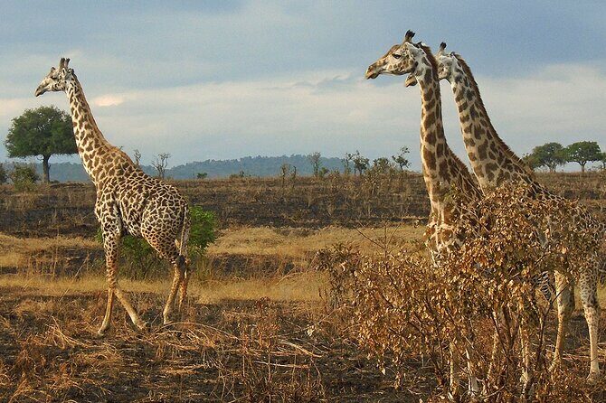 2 Days /1 Night safari to Mikumi - The Sum Up