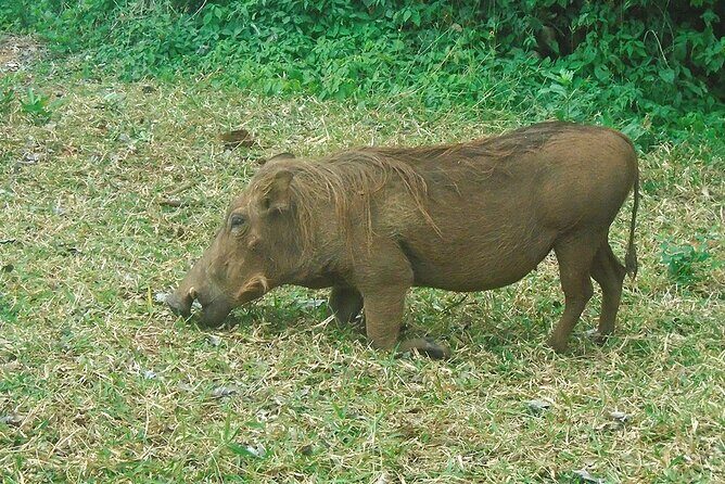 2 Days /1 Night safari to Mikumi - FAQs