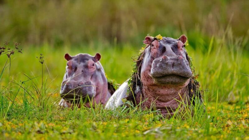 2 Days 1 Night Selous Fly-in Safari from Zanzibar - The Sum Up: Is This Safari Right for You?