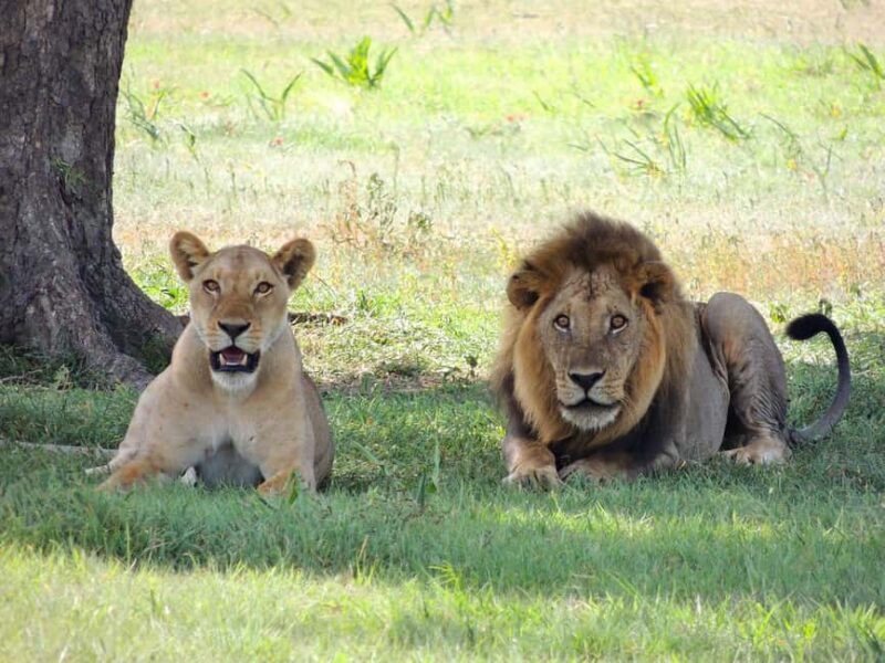 2-days 1-night to Mikumi from Dar-es-Salaam by Luxury Train - Key Points