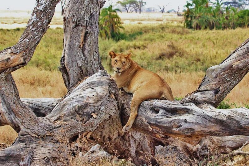 2-days 1-night to Mikumi from Dar-es-Salaam by Luxury Train - The Journey Begins: From Dar-es-Salaam to Mikumi by Luxury Train