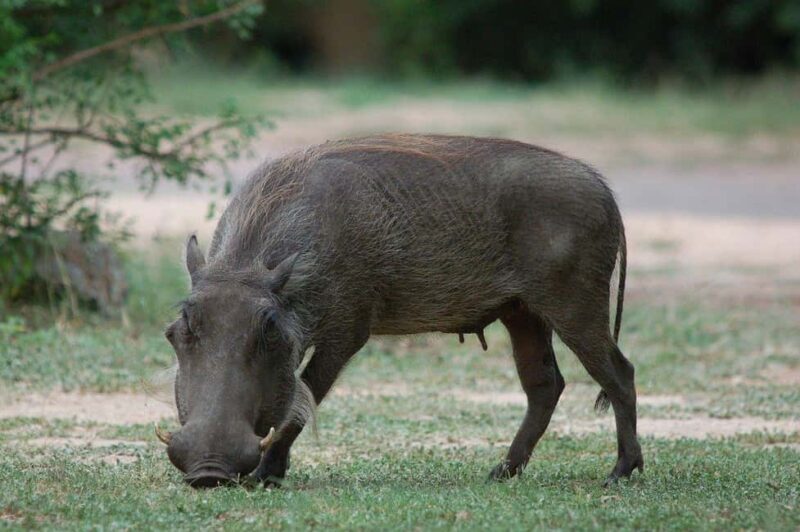 2-days 1-night to Mikumi National Park from Zanzibar - Key Points