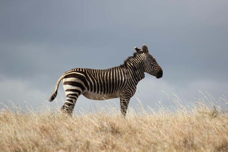 2 days 1 night to nyerere park from zanzibar by flight - Key Points