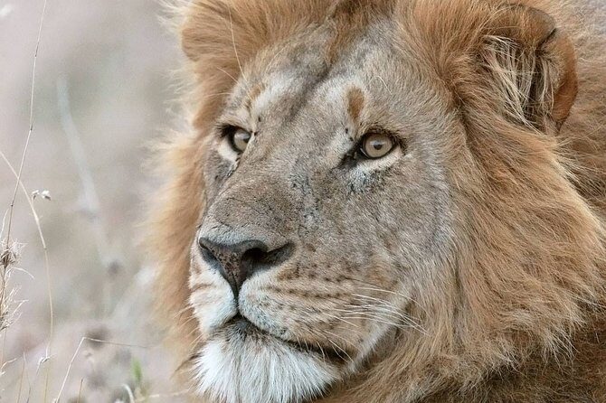 2 Days 1 Night tour to the Amboseli National Park. - What Makes This Tour Stand Out?