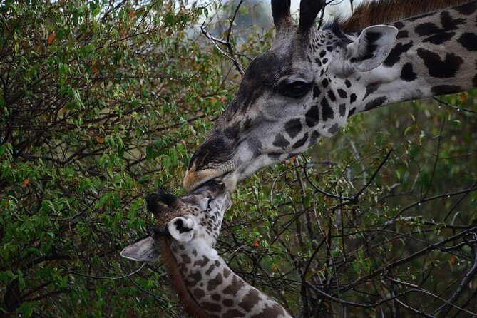 2 Days 1 Night tour to the Amboseli National Park. - The Practicalities