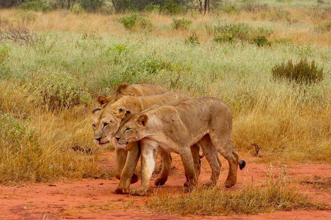 2 Days (1 night); Tsavo East & Saltlick Safari: - A Detailed Look at the Safari Experience