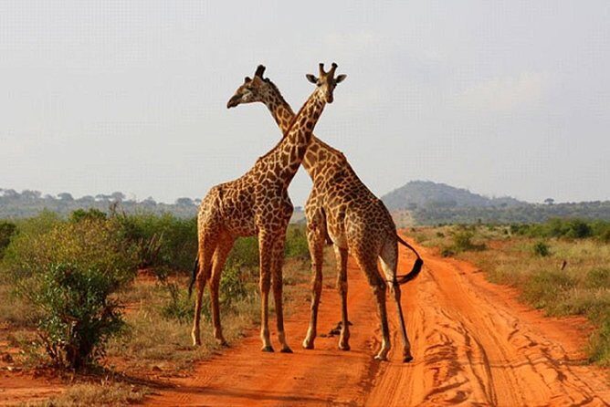 2 Days (1 night); Tsavo East & Saltlick Safari: - Who Should Consider This Safari?