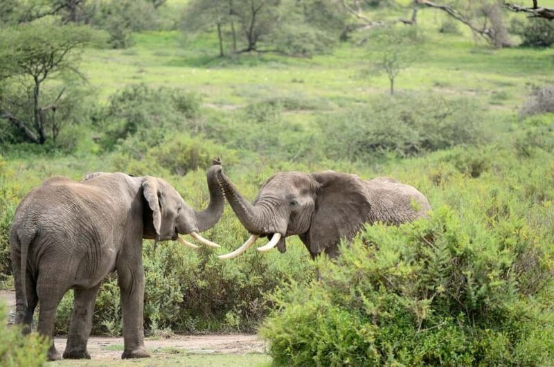 2 Days 1 nignt to mikumi national park from zanzibar - The Experience of Mikumi National Park