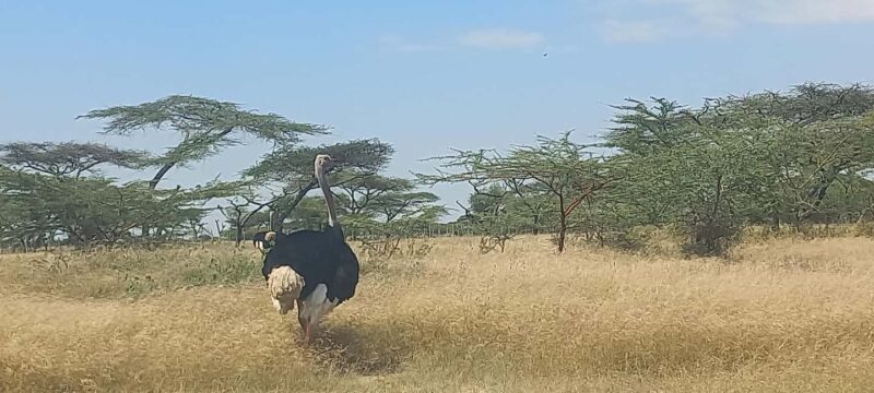 2 Days Abijata-Shalla Lakes National Park and Lake Langano, - An In-depth Look at the 2-Day Adventure