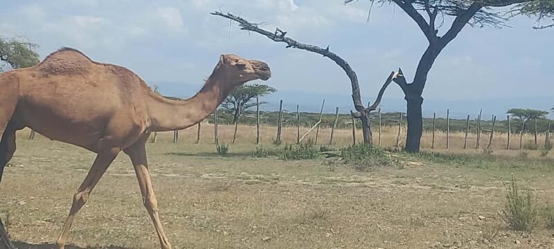 2 Days Abijata-Shalla Lakes National Park and Lake Langano, - Who This Tour Is Perfect For