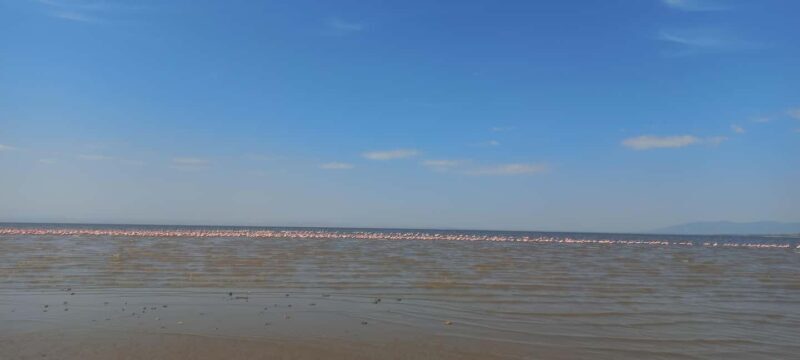 2 Days Abijata-Shalla Lakes National Park and Lake Langano, - The Sum Up