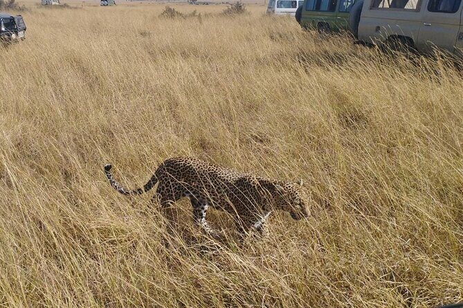 2 Days Adventurous Safari in Amboseli (Mid Range Tour) - The Nuts and Bolts: Transportation, Timing, and Group Size