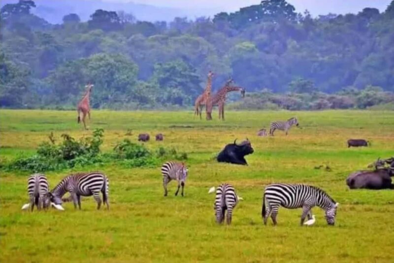 2 Days Akagera National Park Big 5 Safari with Boat Ride - An Honest Look at the 2 Days Akagera National Park Big 5 Safari with Boat Ride