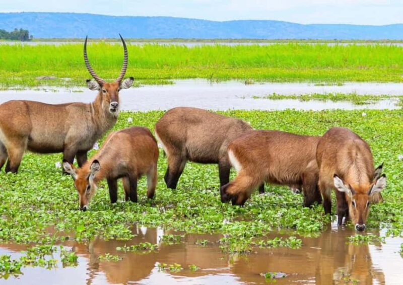 2 Days Akagera National Park Big 5 Safari with Boat Ride - The Itinerary Breakdown: What to Expect