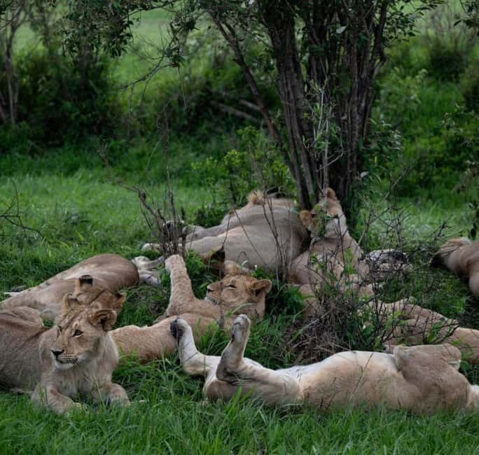 2 Days Akagera National Park Big 5 Safari with Boat Ride - The Verdict: Who Will Enjoy This Experience?