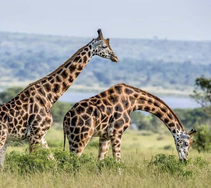 2 Days Akagera National Park Big 5 Safari with Boat Ride - Frequently Asked Questions